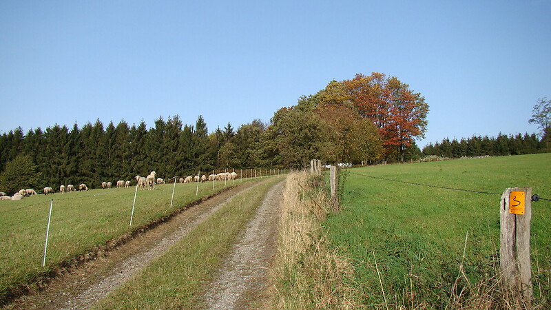Kort