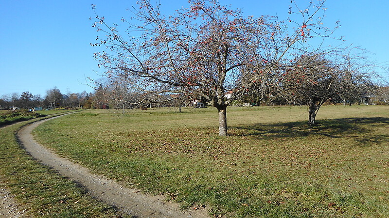 Kort